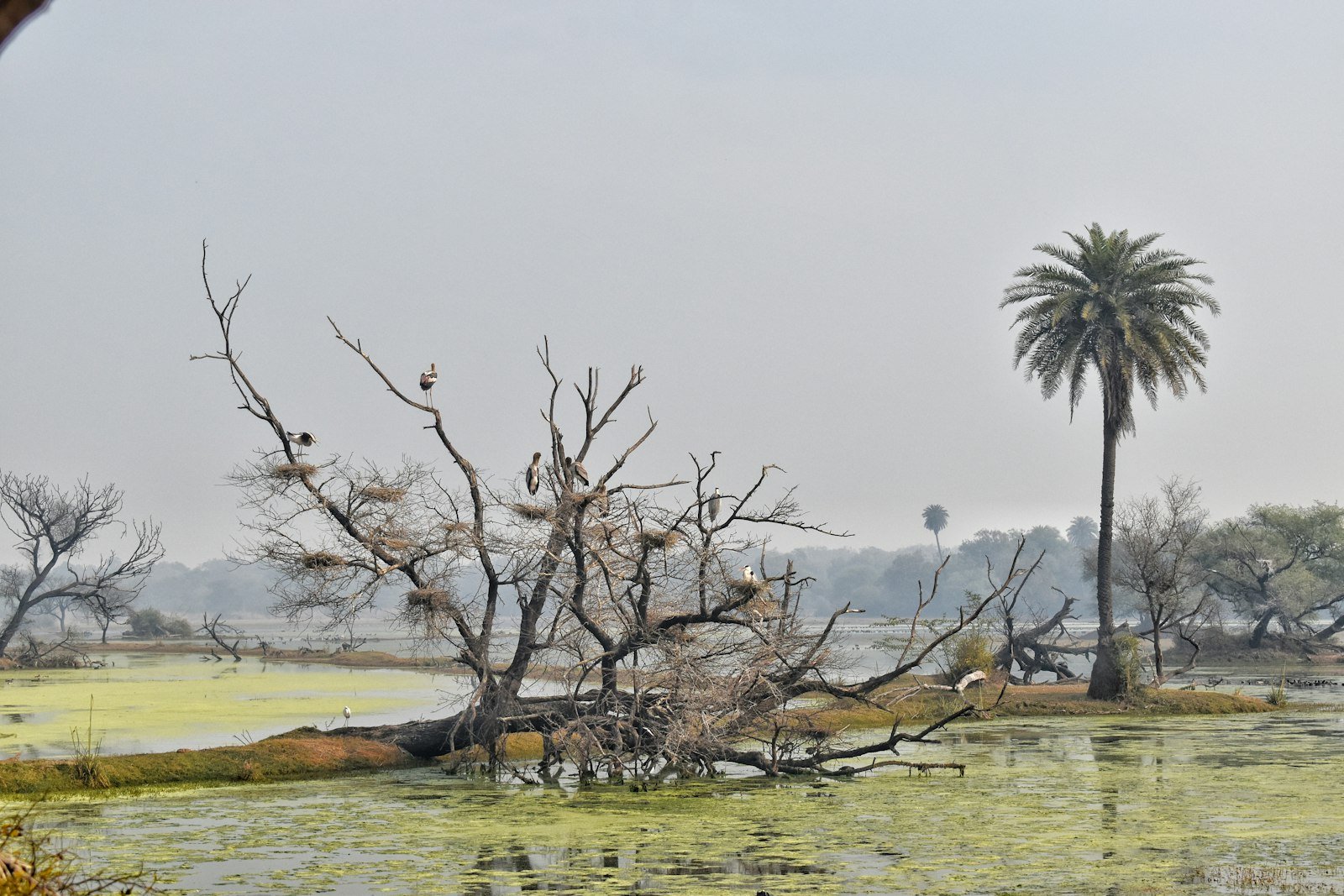 Birds perched on bare branches above a Bharatpur wetland, with a tall palm beside the water