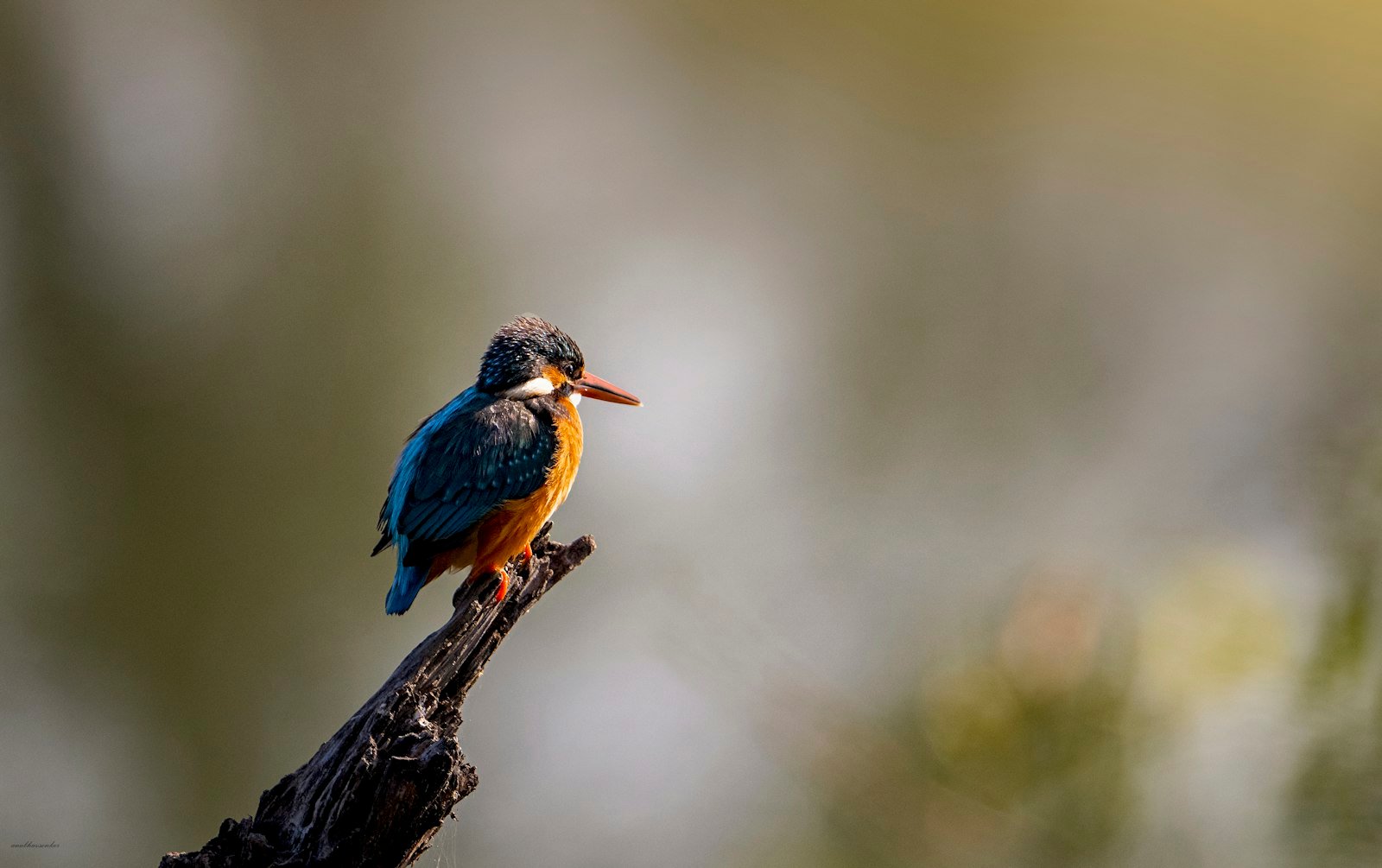 Blue and orange kingfisher perched on a narrow branch against a soft green background