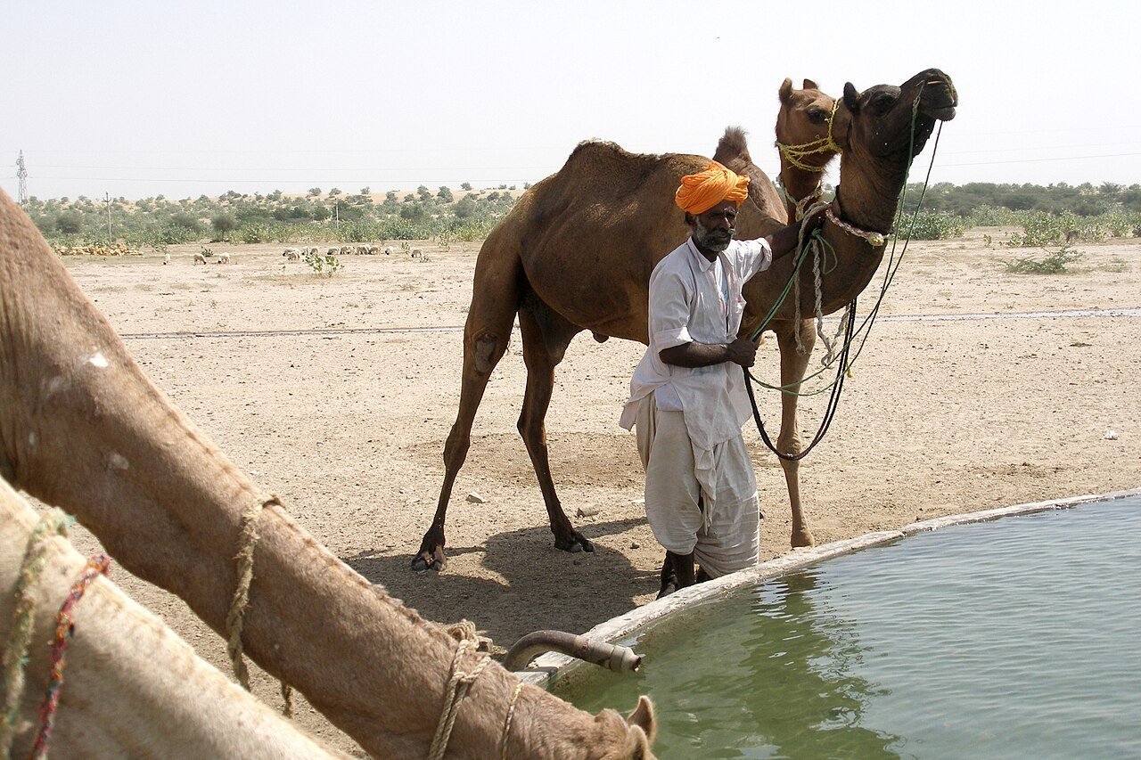 Camel caravan in Thar Desert Jaisalmer