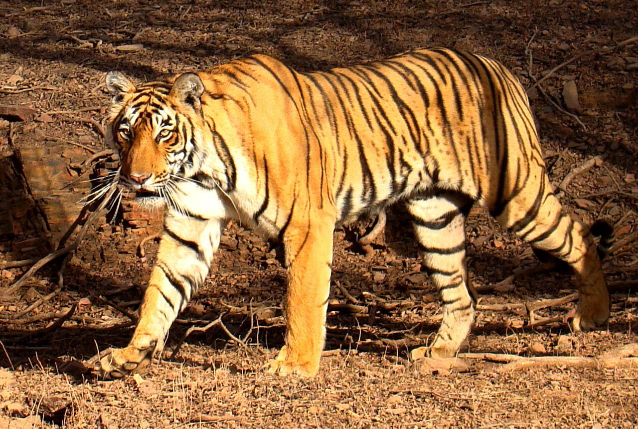 Royal Bengal Tiger in Ranthambore