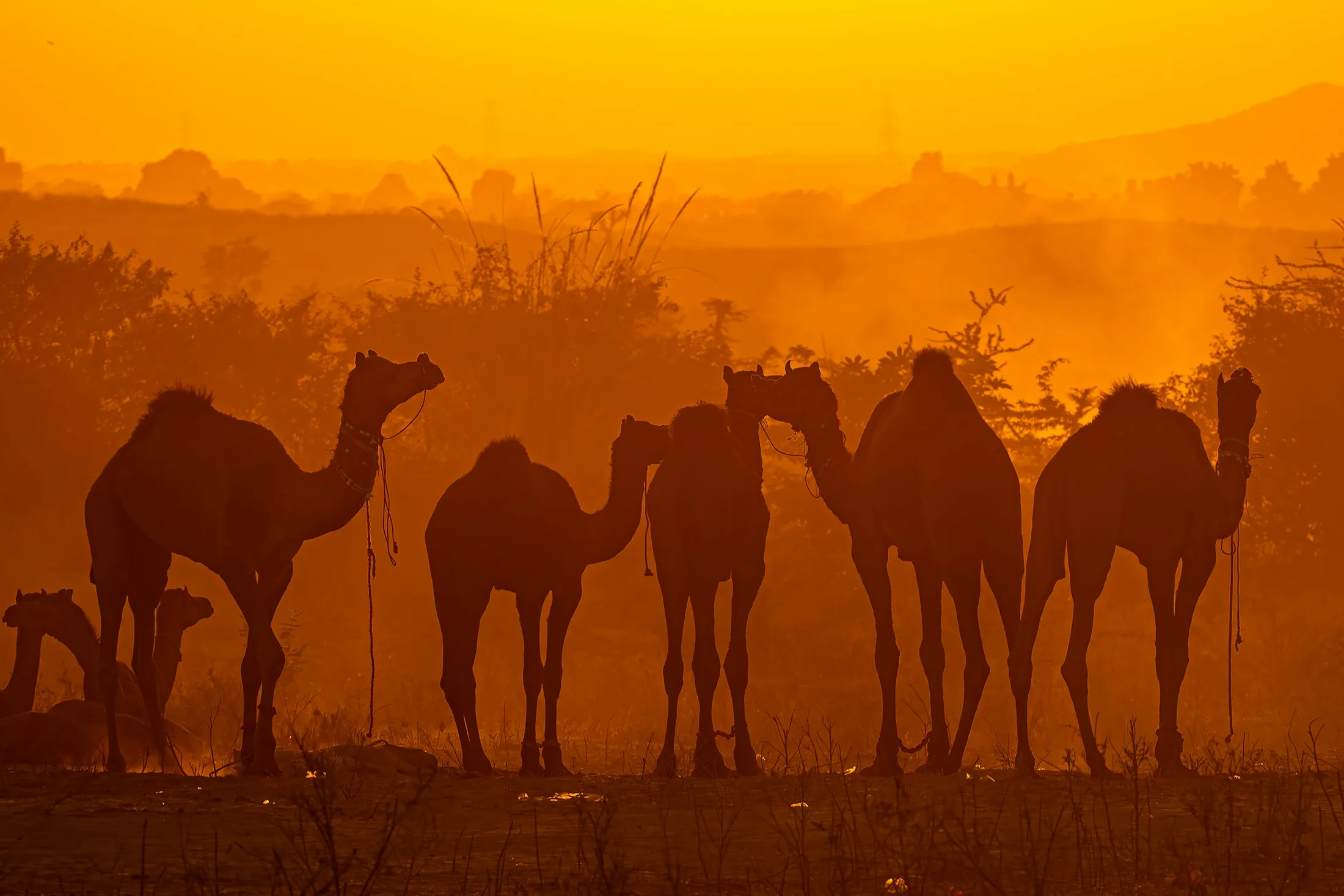 Camel silhouettes in the orange Pushkar desert