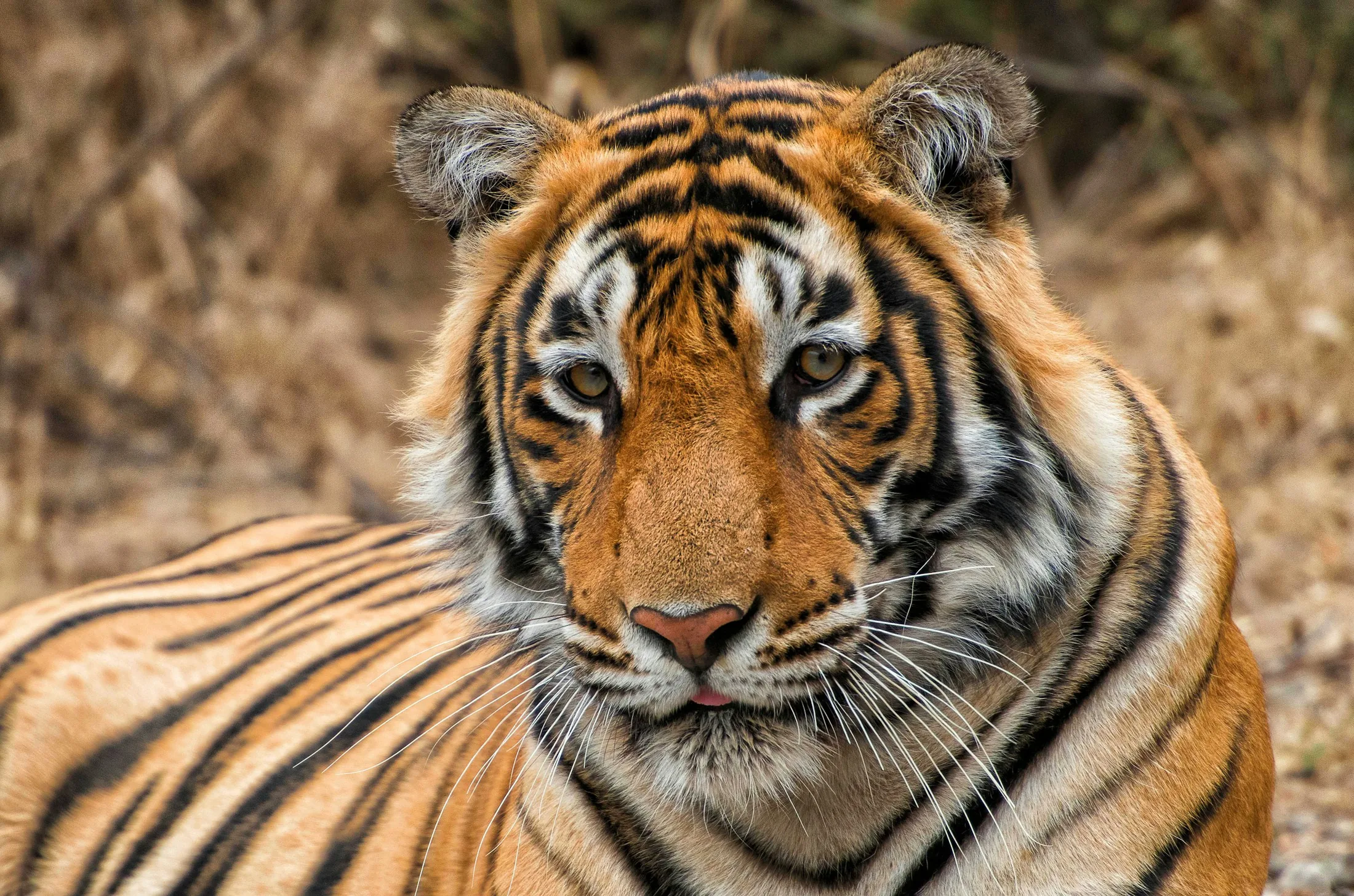 A Bengal tiger in Ranthambore National Park