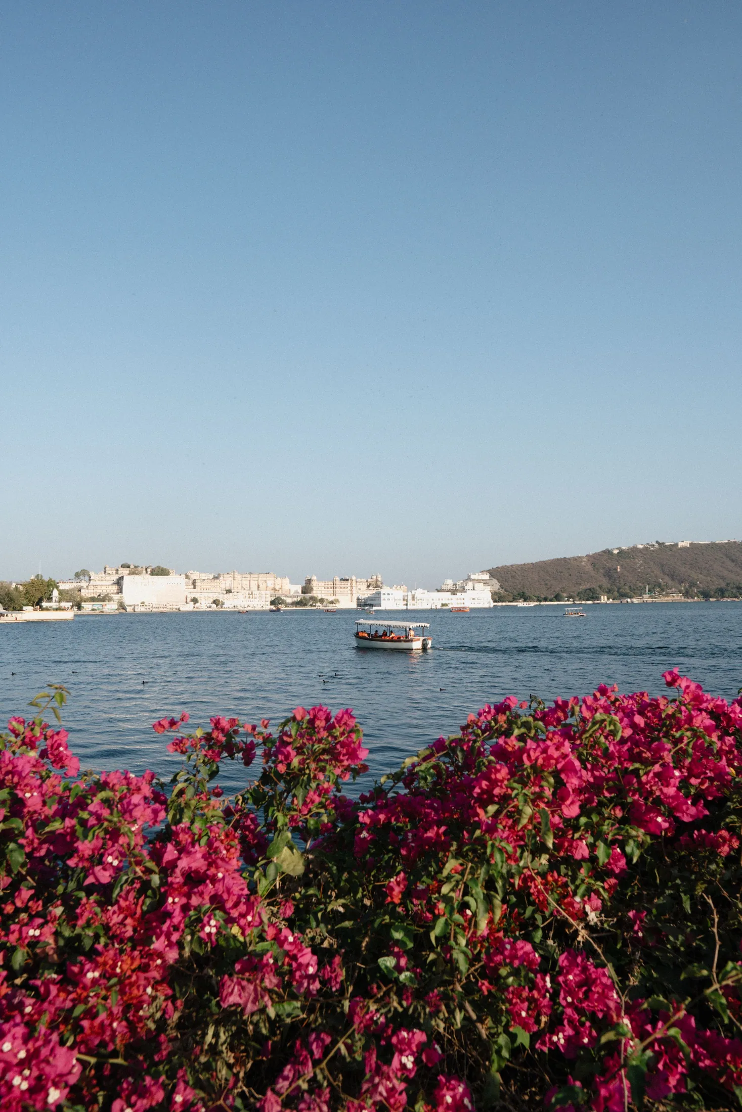 Lake view in Udaipur framed by bright bougainvillea
